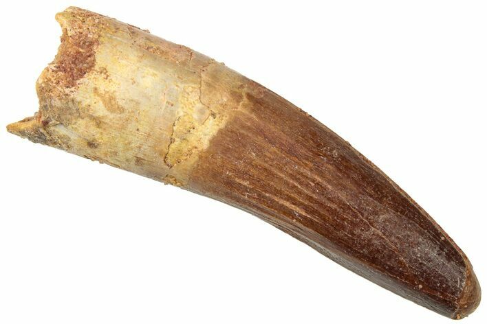 Fossil Spinosaurus Tooth - Real Dinosaur Tooth #312904